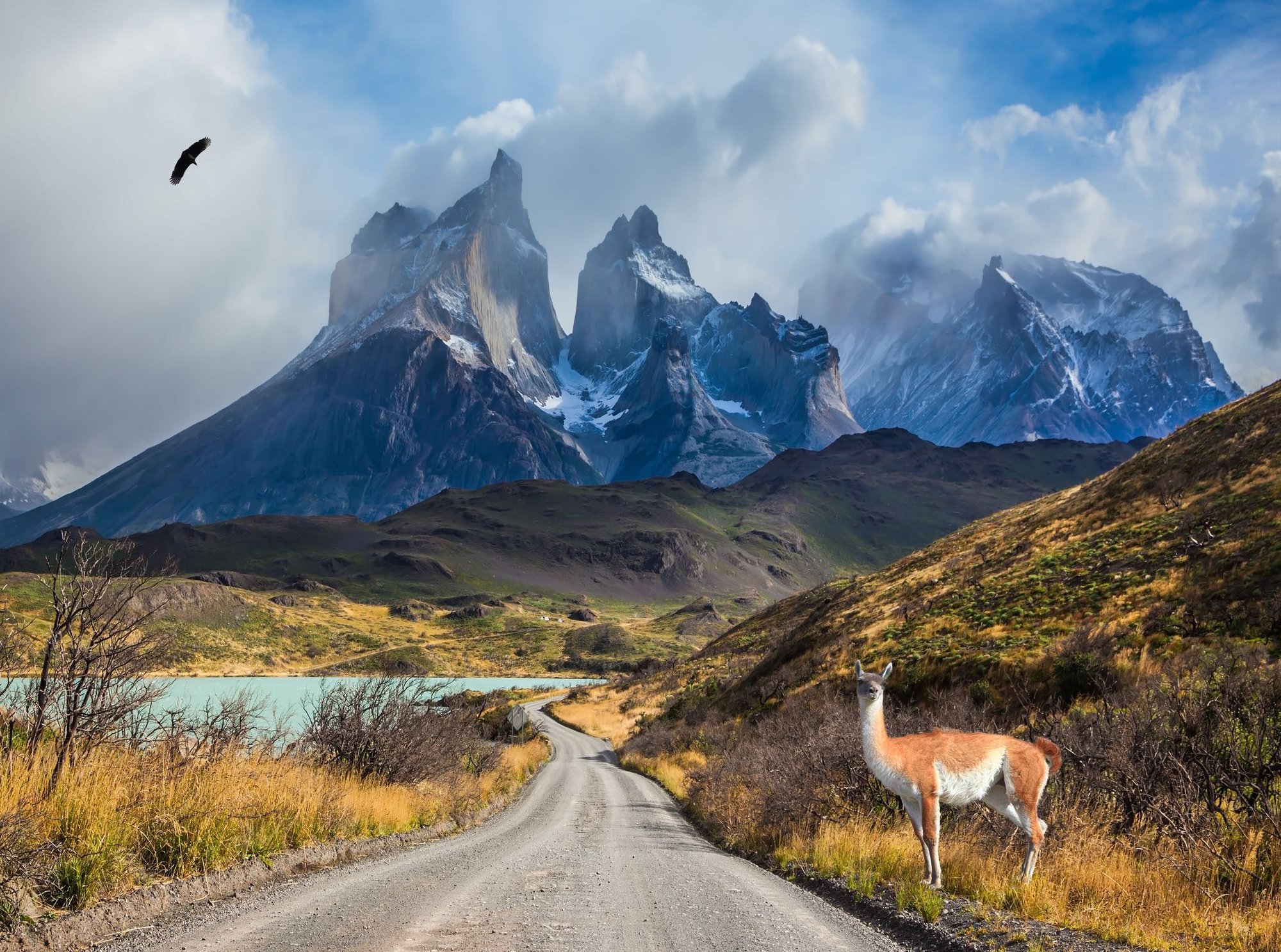 Guanaco on the Lake Pehoe - iStock-625243650_V2 Guanaco on the Lake Pehoe - iStock-625243650_V2